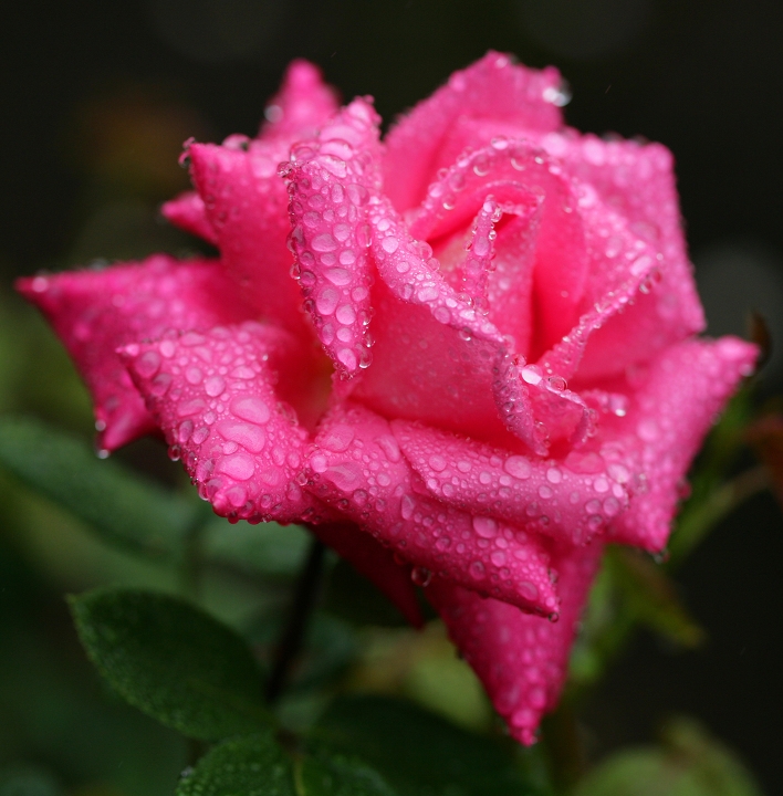 水無月・梅雨　（入梅）